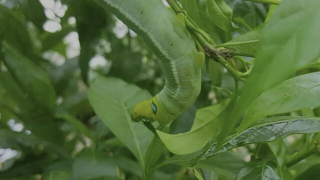 caterpillar