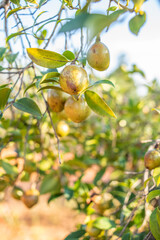 Camellia oleifera growing on a camellia oleifera tree in autumn
