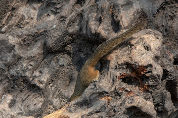 Long furry tail of a tree squirrel visible from a hole in a tree trunk where is it looking for food