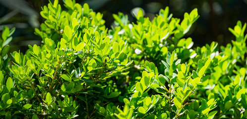 Close-up of green foliage of boxwood Buxus microphylla,  the Japanese box or littleleaf box  in Arboretum Park Southern Cultures in Sirius (Adler) Sochi. - obrazy, fototapety, plakaty
