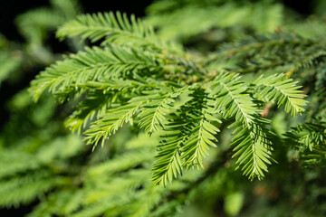Close-up of green leaves of evergreen Sequoia sempervirens Glauca (Coast Redwood Tree) in Arboretum Park Southern Cultures in Sirius (Adler) Sochi. Nature wallpaper, copy space. - obrazy, fototapety, plakaty