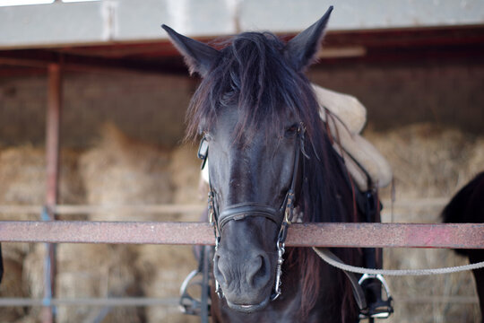 Portrait d'un cheval minorquin
