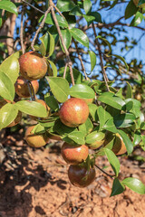 Camellia oleifera growing on a camellia oleifera tree in autumn