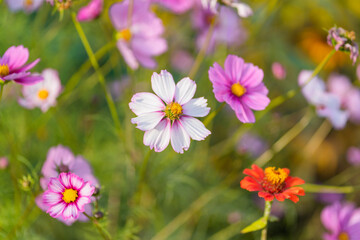 pink cosmos flowers