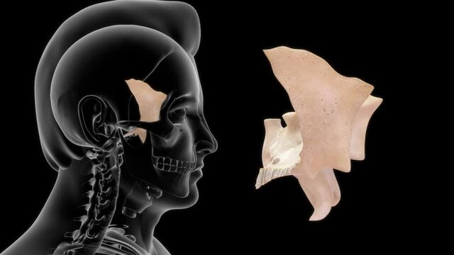 human sphenoid bone anatomy rendered video clip