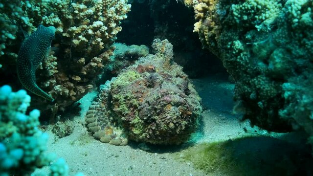 Close-up portrait of the Stonefish lies under the corals. Reef Stonefish (Synanceia verrucosa), slow motion