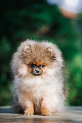 Pomeranian baby posing outside. Small pomeranian puppy.	