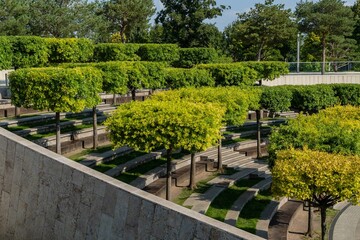 Formed oaks on terraced amphitheater in public landscape city park 