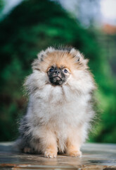 Pomeranian baby posing outside. Small pomeranian puppy.	