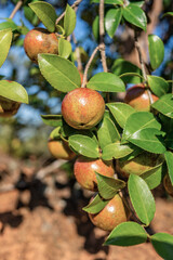 Camellia oleifera growing on a camellia oleifera tree in autumn