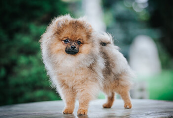Fototapeta na wymiar Pomeranian baby posing outside. Small pomeranian puppy.