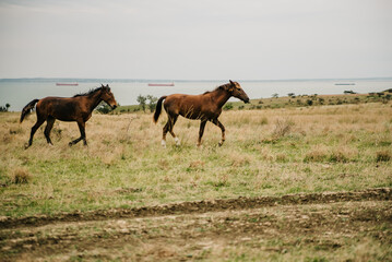 Naklejka na ściany i meble Horses run gallop in meadow