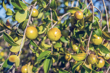 Camellia oleifera growing on a camellia oleifera tree in autumn