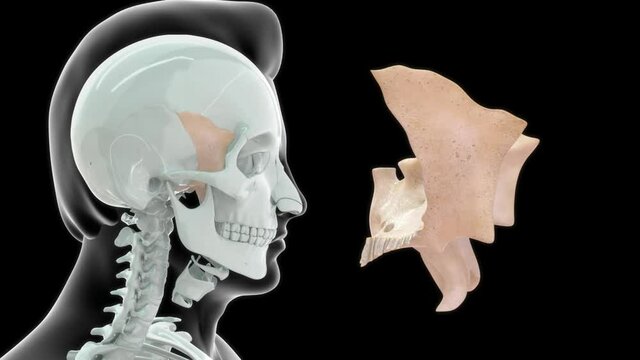 human sphenoid bone anatomy rendered video clip