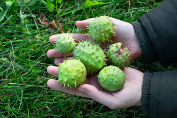 Naklejka na ściany i meble Green chestnut fruits in female palms. Chestnuts close up. Autumn harvest