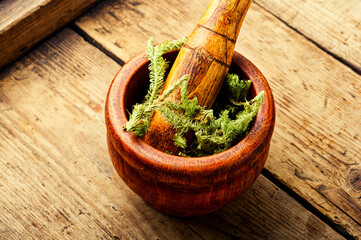 Lycopodium healing herbs on wooden table