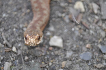 Kreuzotter- vipera berus 