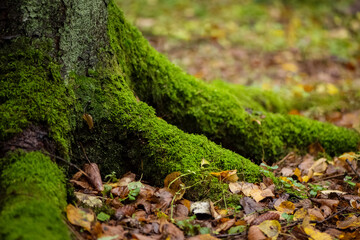 Green mossy tree roots among fallen leaves on ground in autumnal forest - Powered by Adobe