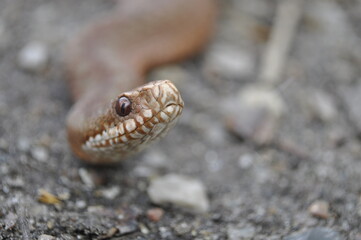 Kreuzotter- vipera berus 