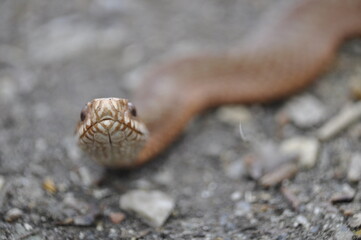 Kreuzotter- vipera berus 