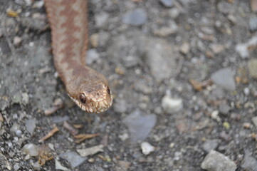 Kreuzotter- vipera berus 