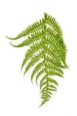 Fresh green fern leaf isolated on a white background.