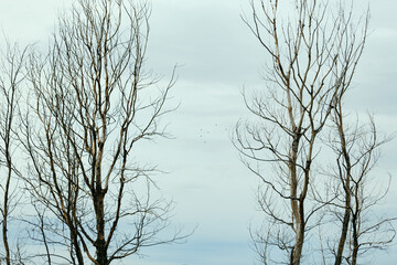 Fototapeta na wymiar Trees without leaves against a cloudy sky