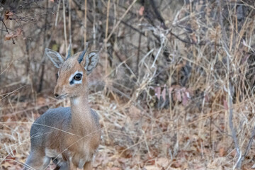 Close up of a small klipspringer antelope- oreotragus oreotragus - standing in the yellow grasslands.