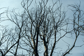 A tree without leaves on the background of a cloudy sky