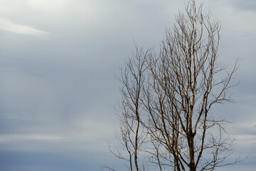 A tree without leaves on the background of a cloudy sky