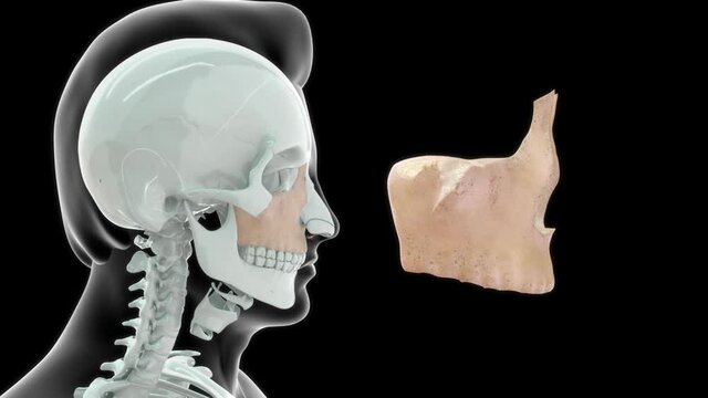 Maxilla bone in human skull 3d rendered video clip