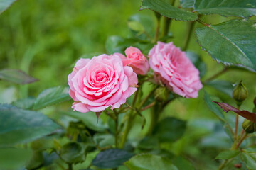 Small garden roses in St. Petersburg