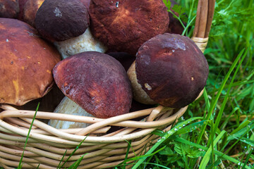 Aspen mushrooms in a basket in St. Petersburg