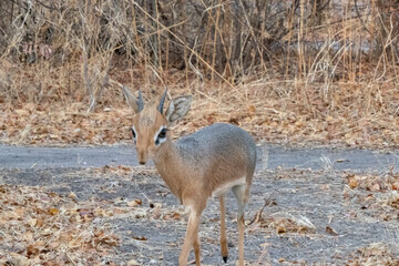 Close up of a small klipspringer - oreotragus oreotragus - standing in the yellow grasslands.