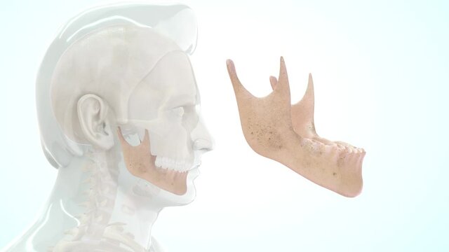Mendible In anatomy, the mandible, lower jaw or jawbone is the largest, strongest and lowest bone in the human facial skeleton. It forms the lower jaw and holds the lower teeth in place.
