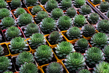 Obraz premium Small potted plants in a greenhouse , Various plants inside nursery.