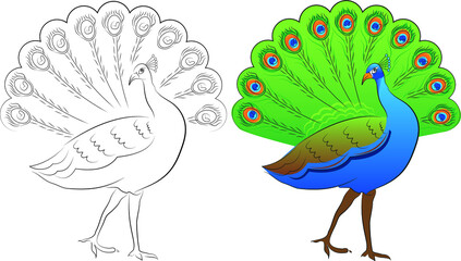 peacock in black and white and color in vector art