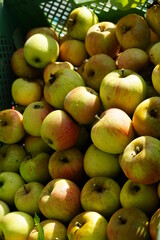 green apples in a market