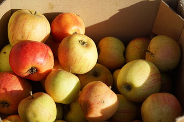 fruits on the market organic