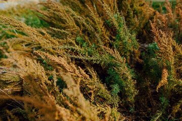 Green and yellow grass close-up
