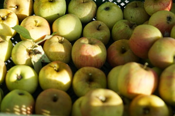 green apples in a market