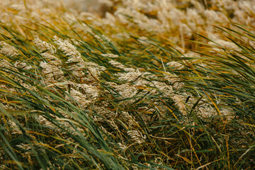Fototapeta premium Green and yellow grasshopper bending in the wind