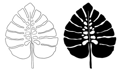 Monstera outline and silhouette vector botanical illustration. Tropic palm.