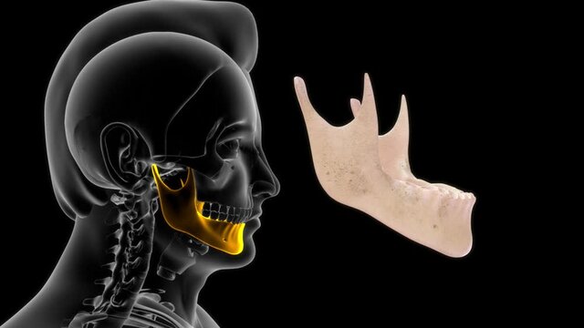 Mendible In anatomy, the mandible, lower jaw or jawbone is the largest, strongest and lowest bone in the human facial skeleton. It forms the lower jaw and holds the lower teeth in place.