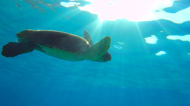Sea Turtle Swiming in Blue Water in Greece Limeni Peloponnese