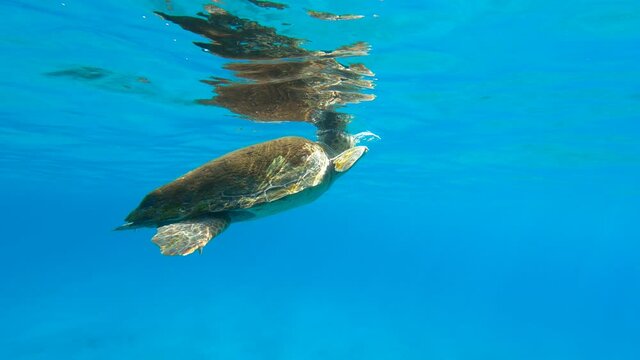 Sea Turtle Swiming in Blue Water Underwater Breath in Greece Limeni Peloponnese