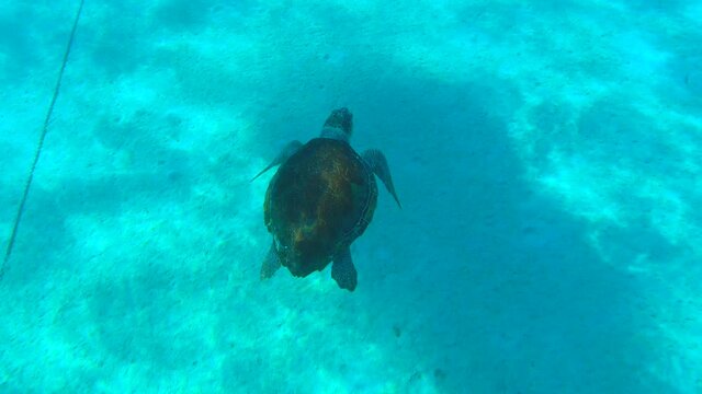 Sea Turtle Swiming in Blue Water Top Down in Greece Limeni Peloponnese