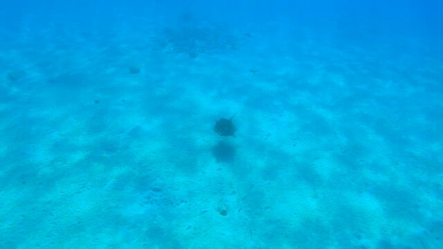 Sea Turtle Swiming in Greece Limeni Peloponnese Blue Wate