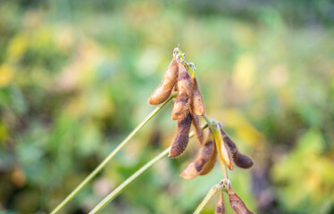 Autumn ripe soybeans background material