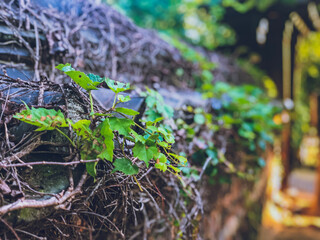 plant in the ground
